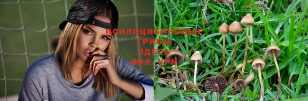 PSILOCYBIN Богородицк